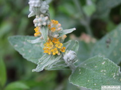 Buddleja stachyoides