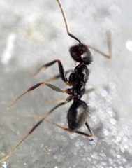 Nylanderia bourbonica