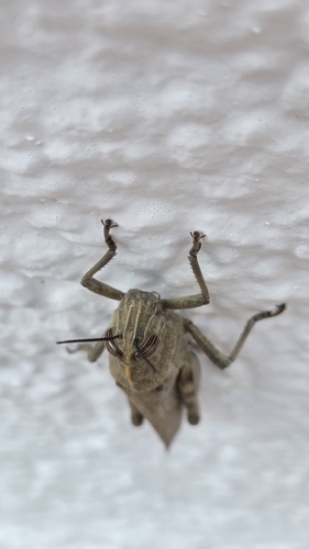 Egyptian Bird Grasshopper