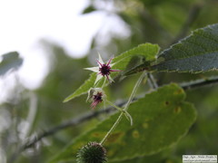 Byttneria urticifolia