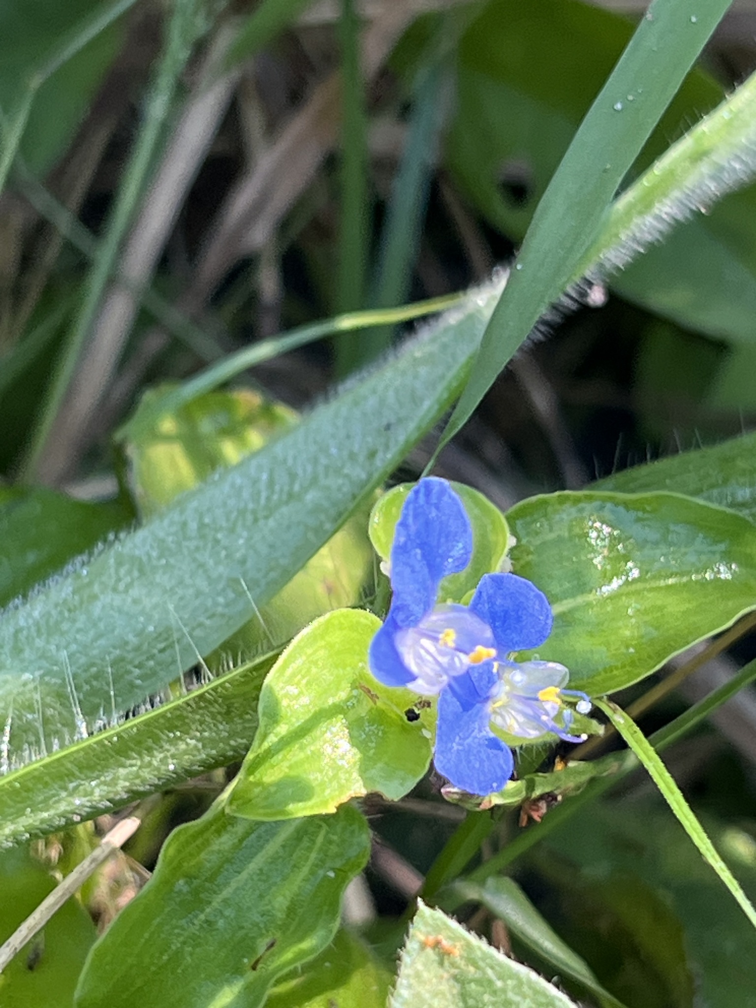 Commelina benghalensis