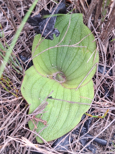 Massonia longipes