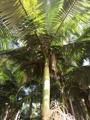 Archontophoenix alexandrae