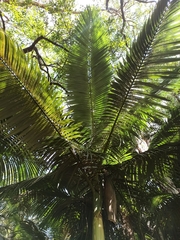 Archontophoenix alexandrae