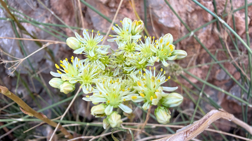 Pale Stonecrop