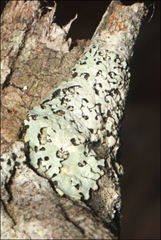 Austroparmelina pseudorelicina