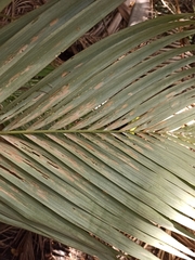 Archontophoenix alexandrae