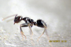 Nylanderia bourbonica