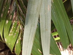 Archontophoenix alexandrae