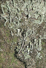 Cladonia humilis