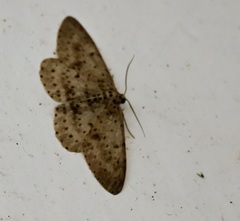 Percnia fumidaria