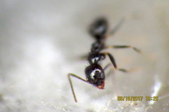 Nylanderia bourbonica