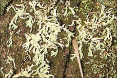 Hypogymnia subphysodes