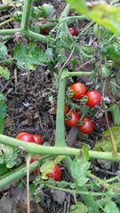 Solanum lycopersicum cerasiforme
