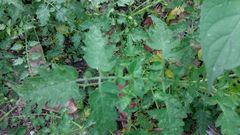 Solanum lycopersicum cerasiforme
