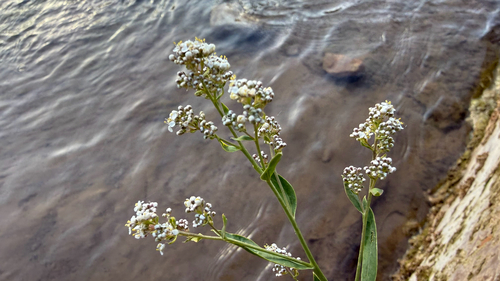 broadleaved pepperweed