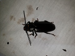 Mallodon dasystomus
