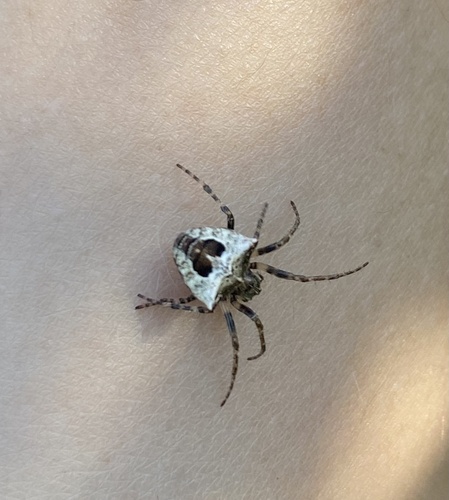 Two-tubercled Orb-web