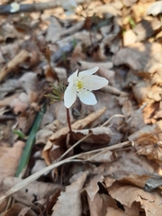 Anemonoides amurensis