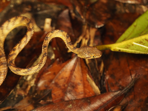 Ranawana's Cat Snake
