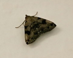 Sinarella nigrisigna