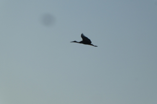 iNaturalist image