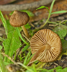 Inocybe australiensis
