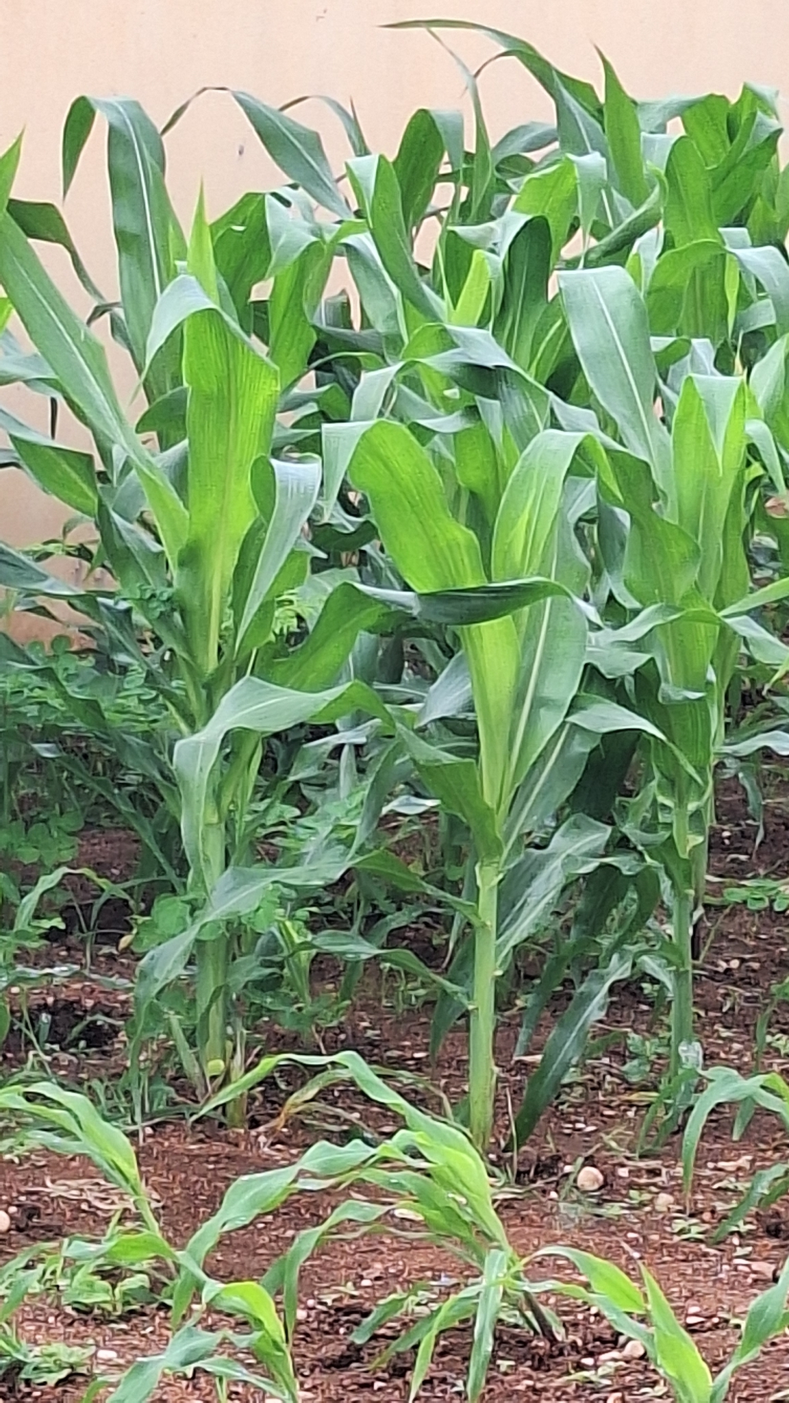 Zea mays