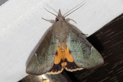 Hypocala guttiventris