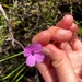 Tetratheca juncea - Photo (c) amybuckner, some rights reserved (CC BY-NC), uploaded by amybuckner