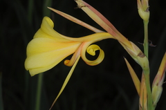 Canna glauca