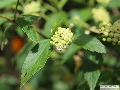 Varronia dichotoma