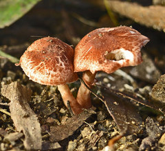Lepiota haemorrhagica