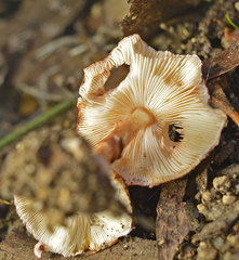 Lepiota haemorrhagica