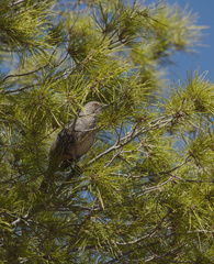 Toxostoma curvirostre