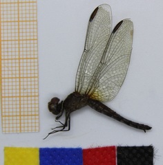 Erythrodiplax basifusca