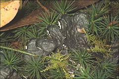 Peltigera dolichorhiza