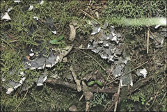 Peltigera dolichorhiza