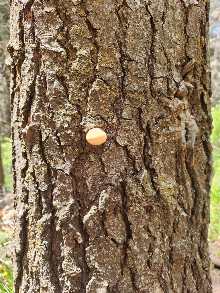 Veiled Polypore · May 2026 · photo: Photo: (c) James Stevens, some rights reserved (CC BY) · iNaturalist