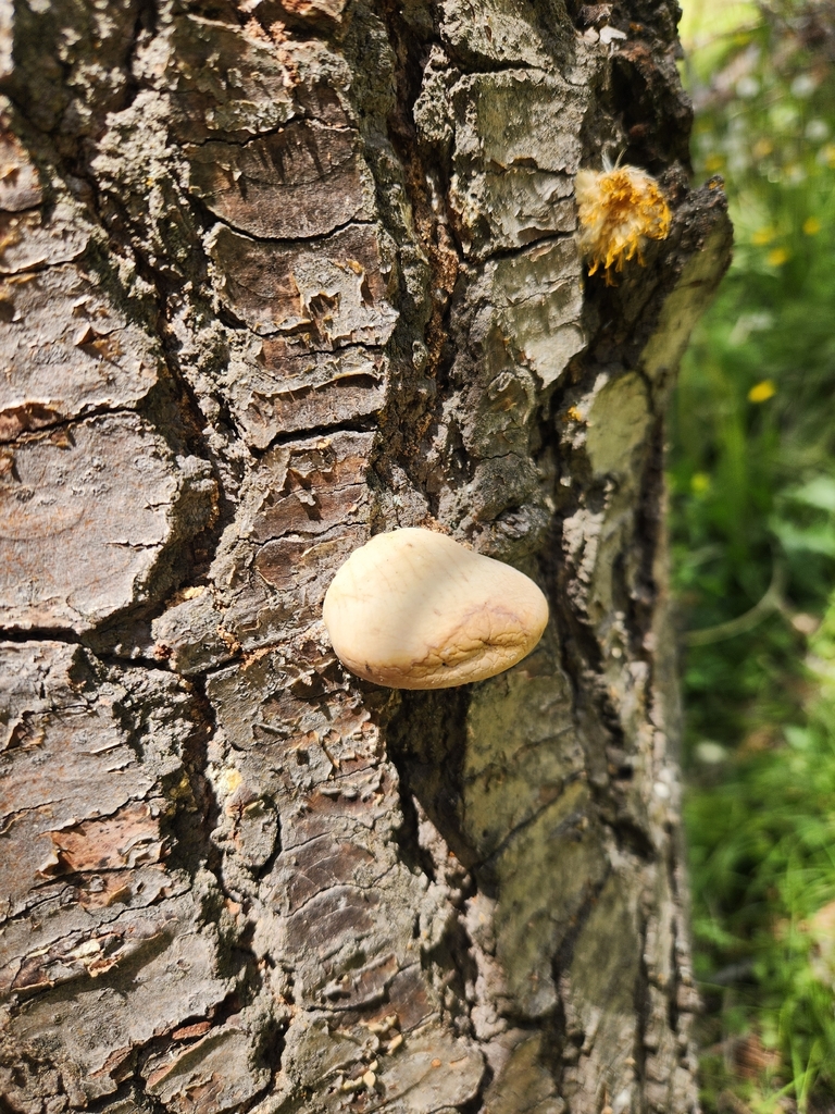 Veiled Polypore
