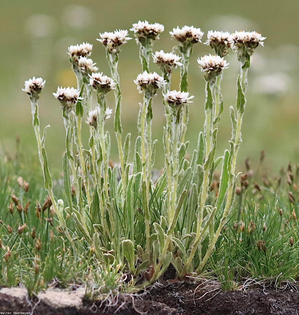 Anaphalis xylorhiza