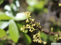 Daphnopsis racemosa