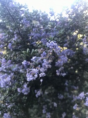 Ceanothus impressus