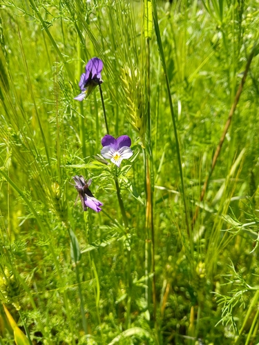 Wild Pansy