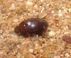 Tropisternus