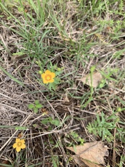 Linum berlandieri