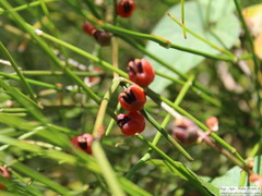 Ephedra tweedieana