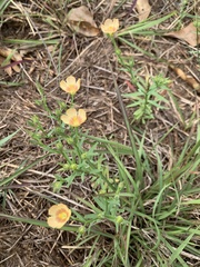 Linum berlandieri