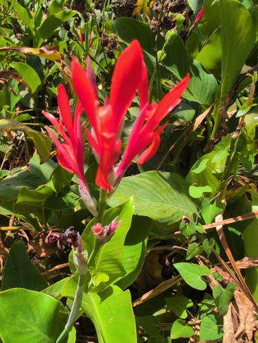 Canna tuerckheimii