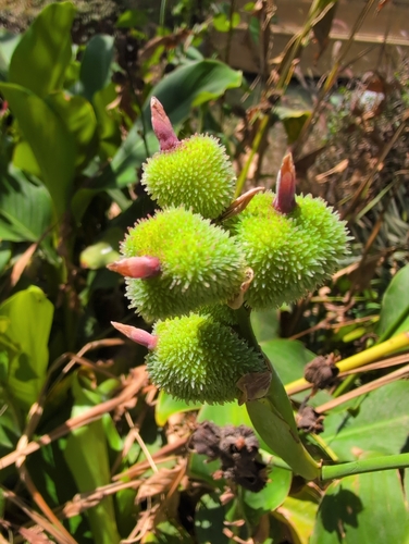 Canna tuerckheimii, photograph 2